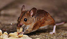 24 Hour & Emergency Exterminators in Paynesville, MO